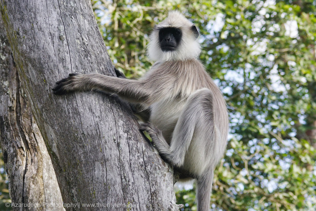 Langoor